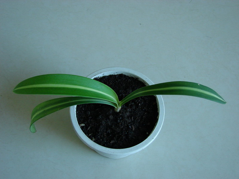 �����ҼҵĻ���