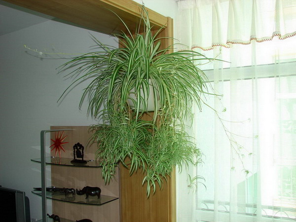 �����ҼҵĻ���