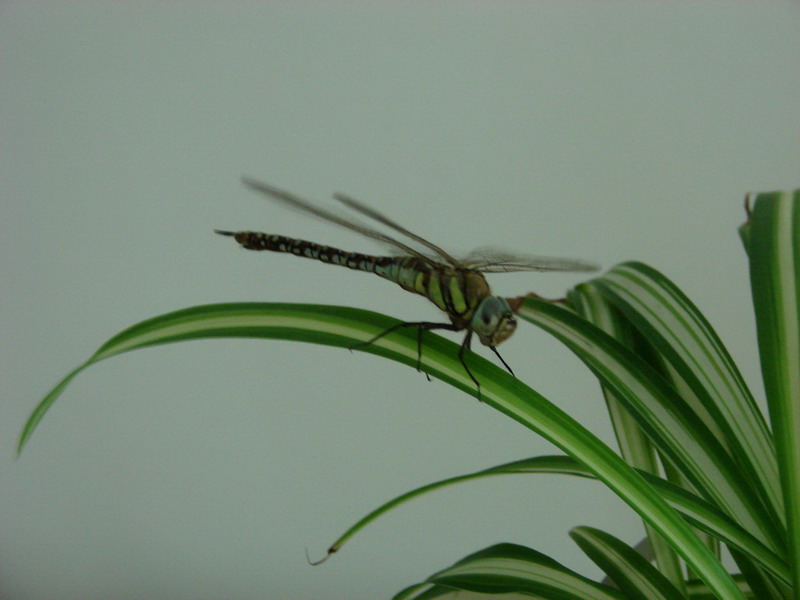 �����ҼҵĻ���