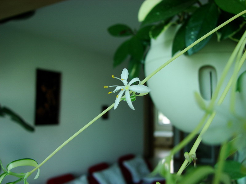 �����ҼҵĻ���