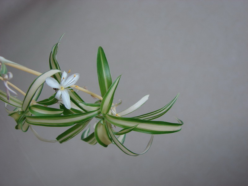 �����ҼҵĻ���