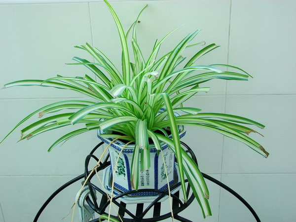 �����ҼҵĻ���