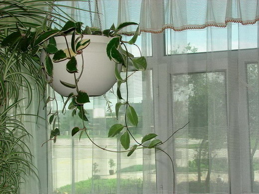 �����ҼҵĻ���