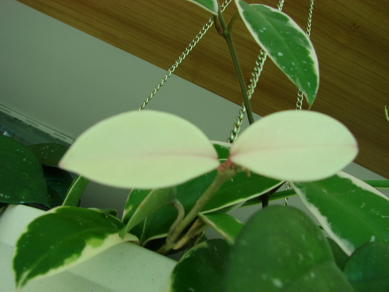 �����ҼҵĻ���