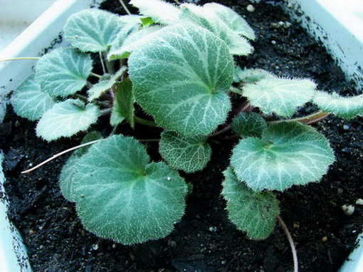 �����ҼҵĻ���