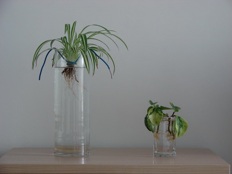 �����ҼҵĻ���