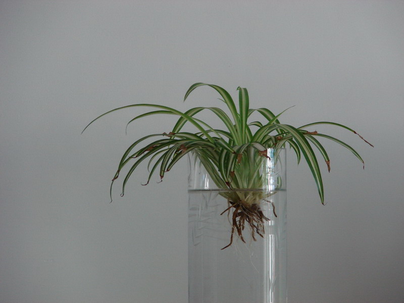 �����ҼҵĻ���