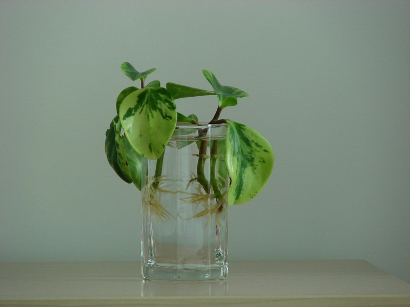 �����ҼҵĻ���