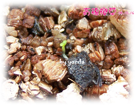 �����ˬ�������ǿ�ʼ��ѿ��(P4��ɷ�ѿ��Ŷ)