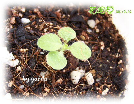 �����ˬ�������ǿ�ʼ��ѿ��(P4��ɷ�ѿ��Ŷ)