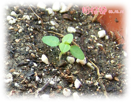 �����ˬ�������ǿ�ʼ��ѿ��(P4��ɷ�ѿ��Ŷ)