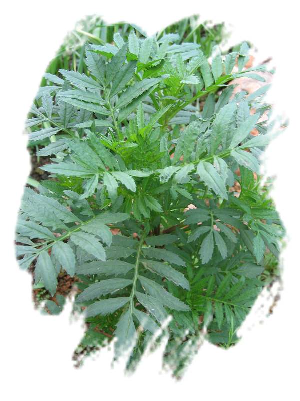 ���˱������ҵ��ݶ����ֵĿɰ��ļһ���