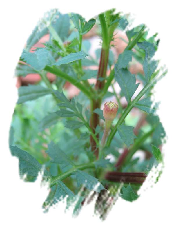 ���˱������ҵ��ݶ����ֵĿɰ��ļһ���