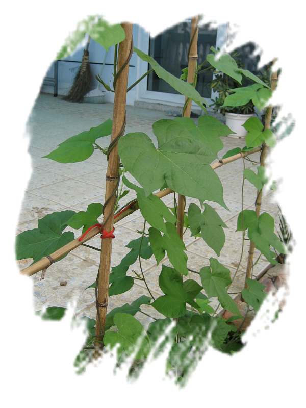 ���˱������ҵ��ݶ����ֵĿɰ��ļһ���