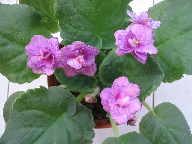 �������ˣ�����9��7�ո���,��Ҷ��ѿ��P2)