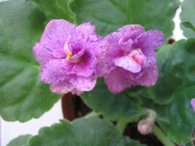 �������ˣ�����9��7�ո���,��Ҷ��ѿ��P2)