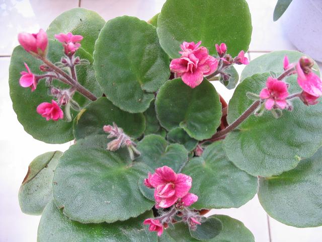 �������ˣ�����9��7�ո���,��Ҷ��ѿ��P2)