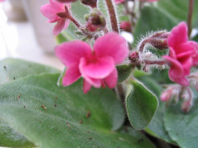 �������ˣ�����9��7�ո���,��Ҷ��ѿ��P2)