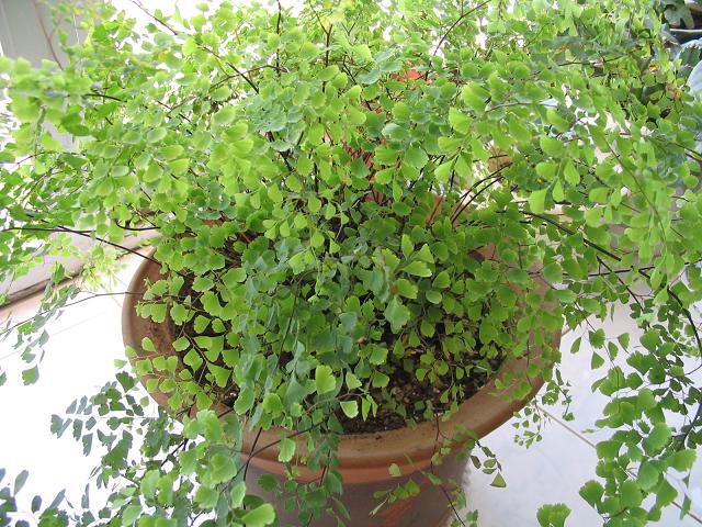 �������ާ