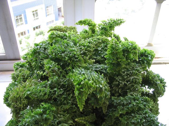 �������ާ