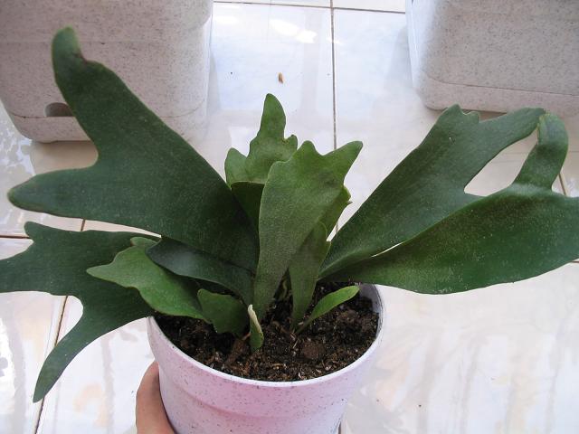 �������ާ