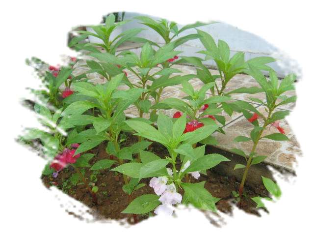 ���˱������ҵ��ݶ����ֵĿɰ��ļһ��ǣ�10��15���賿���£���