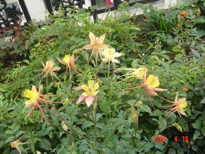 ϲ�����ﶷ��