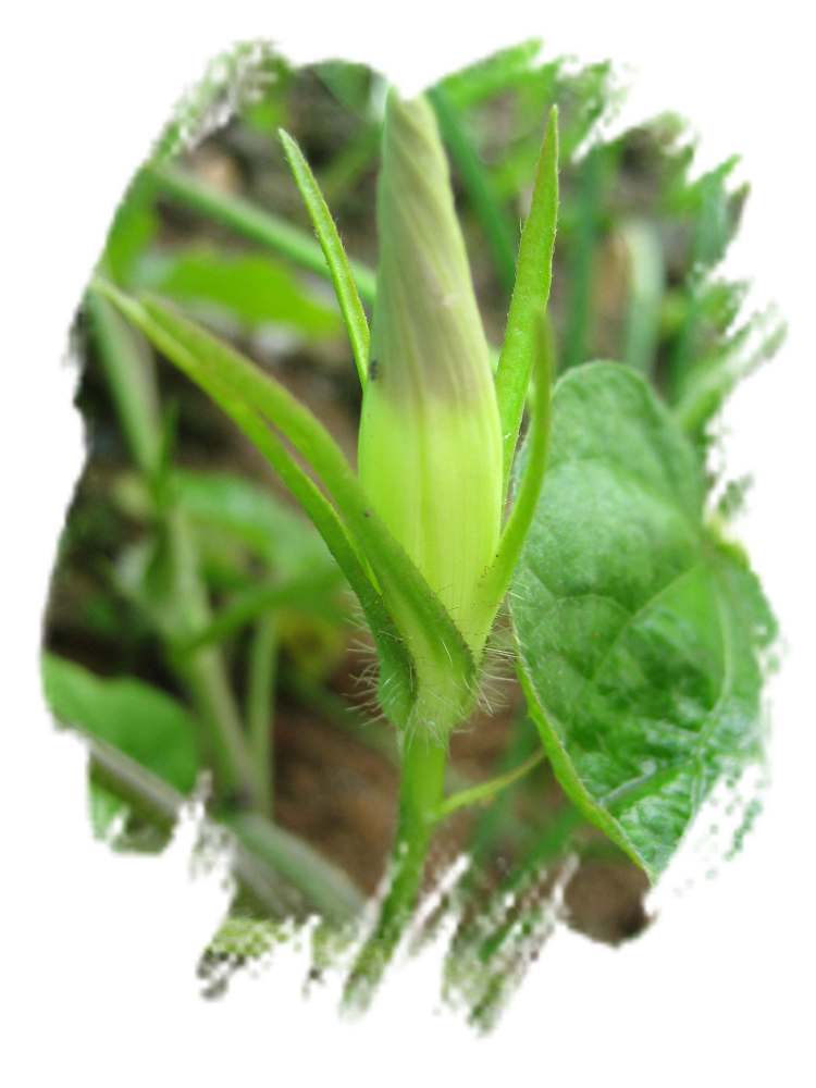 ���˱������ҵ��ݶ����ֵĿɰ��ļһ��ǣ�10��15���賿���£���