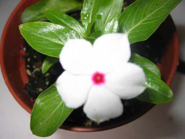 ����ͷ�����մ�ʢ��(p3)����ʢ��ţ