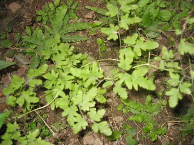 ���N�Nާ������