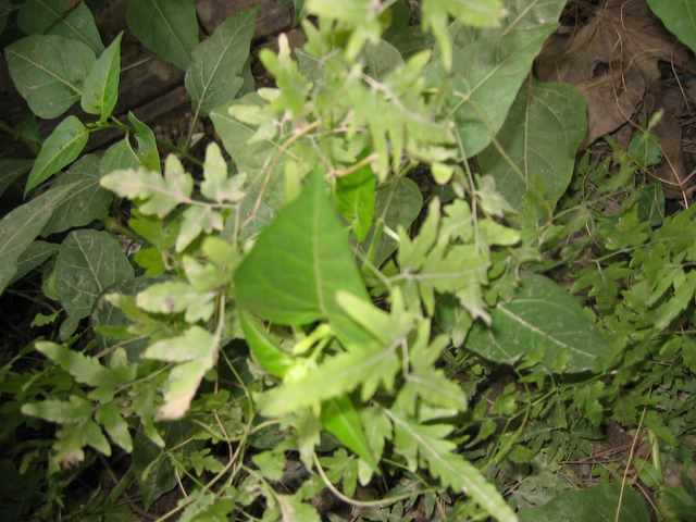 ���N�Nާ������