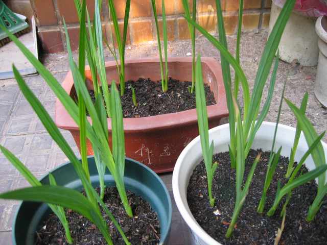 ����� (С����������p4)