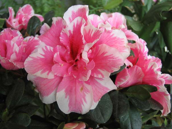 [��ͼ]��̨�����㱨(��������PP)