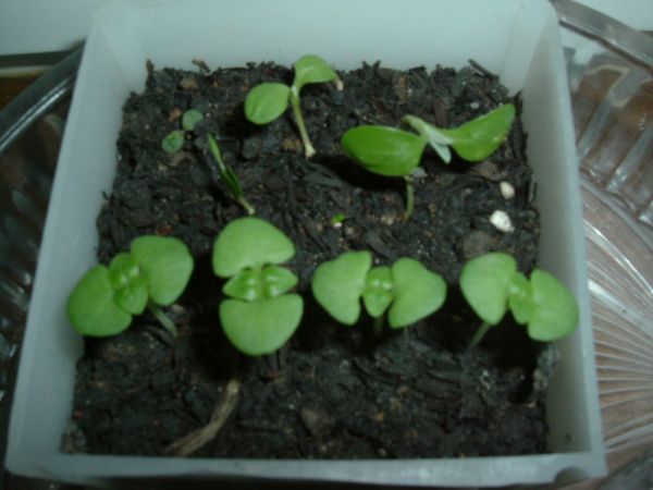 �������������ϲ�ֲݷ�ѿ�ˣ��Ϳ�ժñ��......