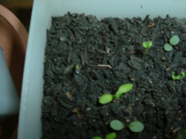 �������������ϲ�ֲݷ�ѿ�ˣ��Ϳ�ժñ��......