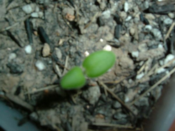 �������������ϲ�ֲݷ�ѿ�ˣ��Ϳ�ժñ��......