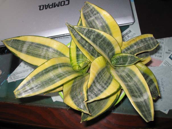 [��ͼ]��̨�����㱨(��������PP)