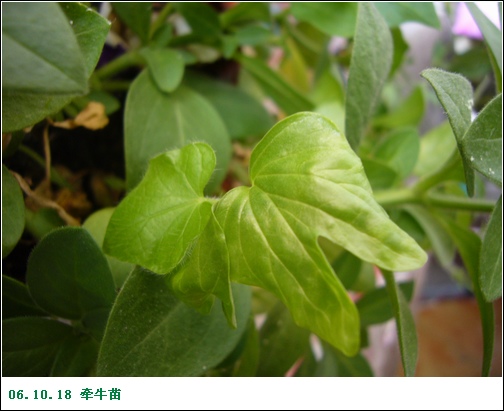 ����2006�ֻ��ռ�