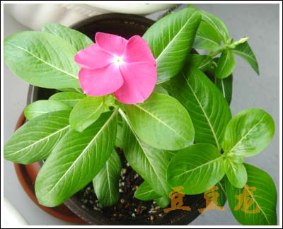 �ҵ��Ĳ�(p2�¼���˾պ�̫����)