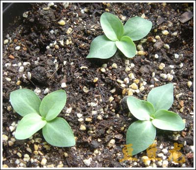 �ҵ��Ĳ�(p2�¼���˾պ�̫����)