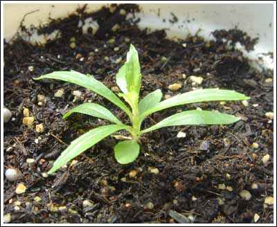 �ҵ��Ĳ�(p2�¼���˾պ�̫����)