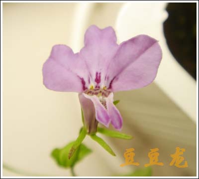 ������,�ص㲻�ڲݻ�