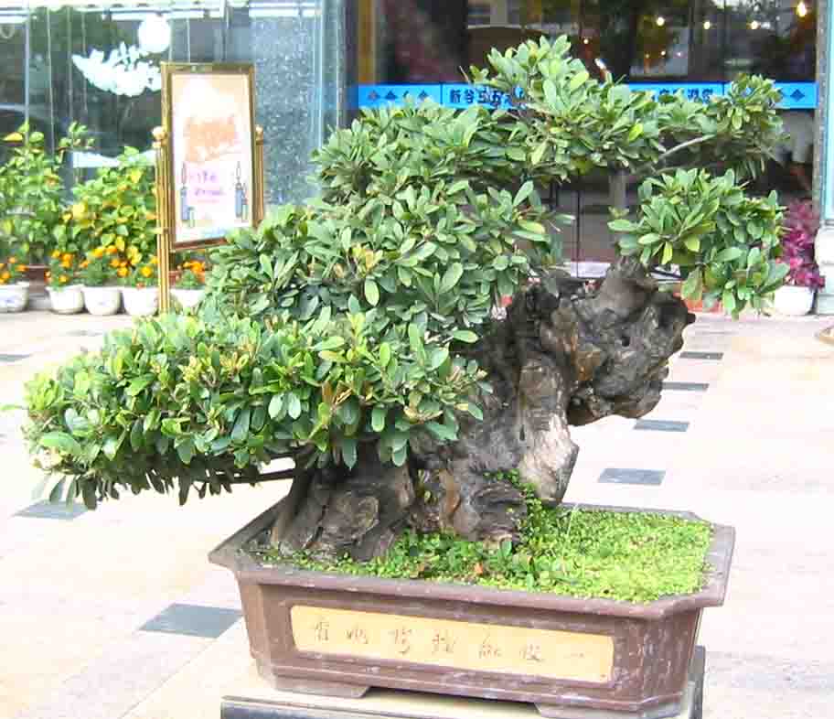 �����辰չ�ϵ�ľ��