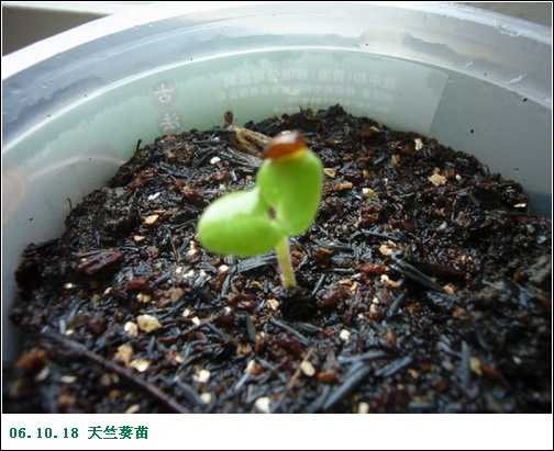 ����2006�ֻ��ռ�