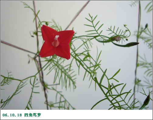 ����2006�ֻ��ռ�