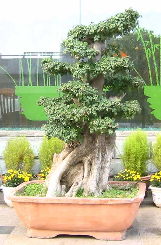 �����辰չ�ϵ�ľ��