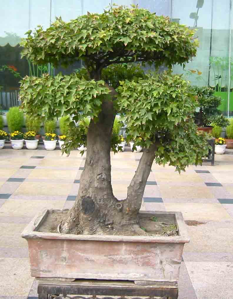 �����辰չ�ϵ�ľ��