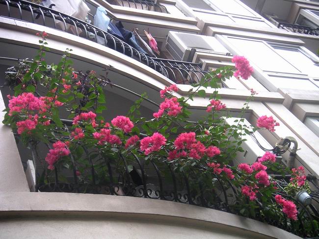 ������̨�ϵ�Ҷ�ӻ�������÷��