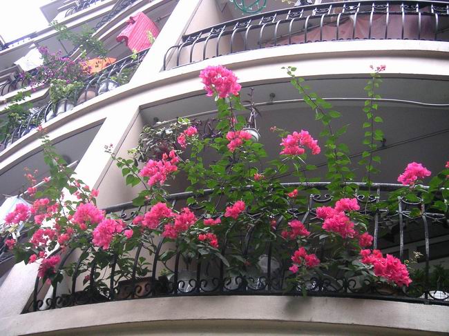 ������̨�ϵ�Ҷ�ӻ�������÷��