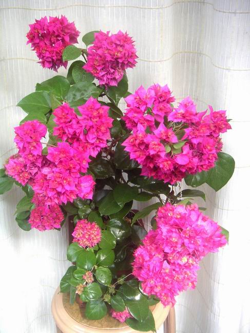 ������̨�ϵ�Ҷ�ӻ�������÷��